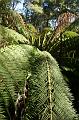 Tree fern gully, Pirianda Gardens IMG_7128